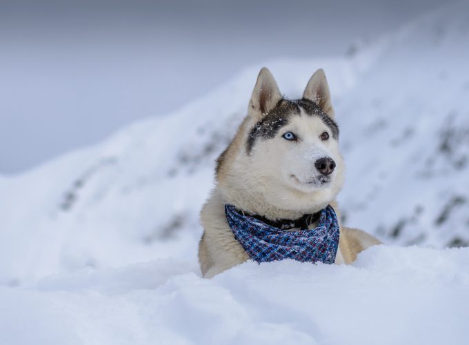 Wallpaper dog, husky, cute animals, snow, winter, 5k, Animals 47015287